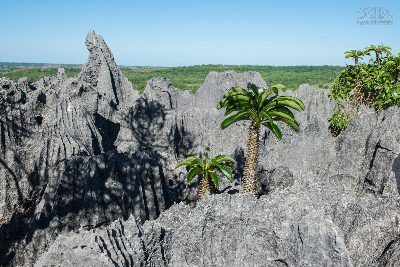 Big Tsingy - Ranotsara Tsingy de Bemaraha in western Madagascar is a remarkable geological phenomena and unique and spectacular national park. The park is an impenetrable labyrinth of needle-shaped limestone formations. The park has two regions; the ‘big/grand’ tsingy and the ‘small/petit’ tsingy. The first day I visited the big tsingy and I hiked the full circuit, a trail of almost 6 hours. I started with a climb to the the viewpoint of Ranotsara, then I walked through the forests in the canyons called ‘broadway’ and climbed and crawled through the cave. I ended with a climb to the spectacular Andamozavaky viewpoint.  Stefan Cruysberghs